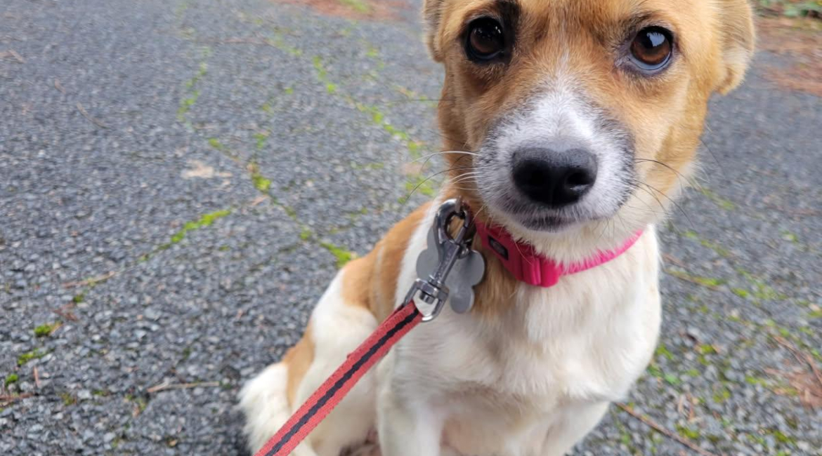 Chiens à adopter